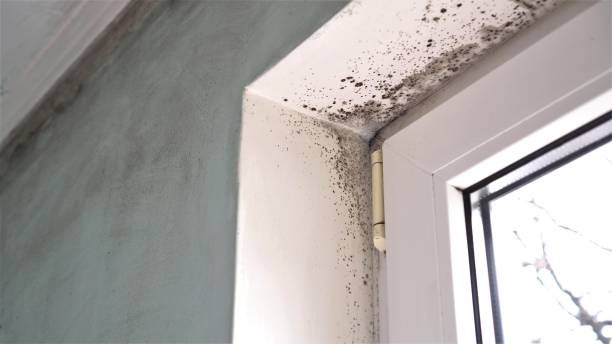 Loudonville, OH Mold Inspection, Removal & Remediation Company